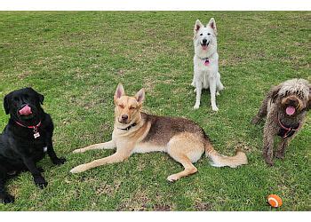 dog sitting cairns